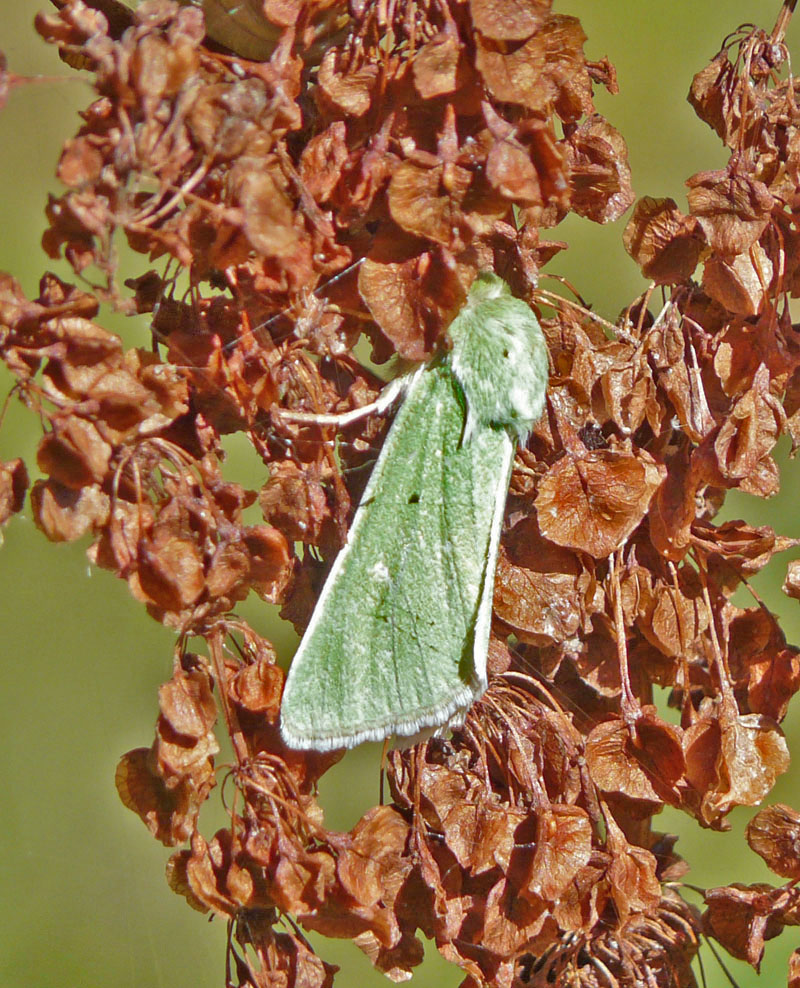 Identificazione falena - Calamia tridens